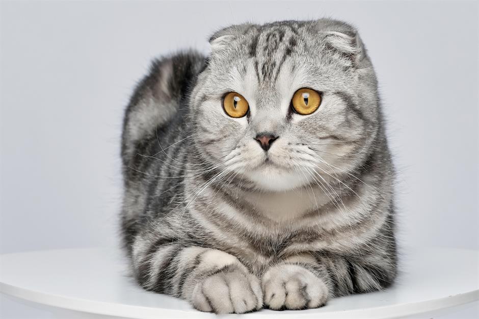 10. Scottish Fold: $1,500 (£1.1k) to $2,500 (£1.8k)